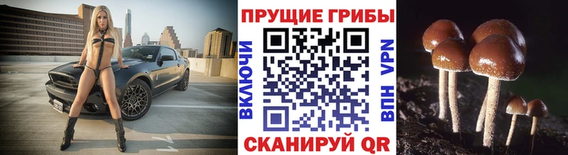 Галлюциногенные грибы прущие грибы  Тарко-Сале 